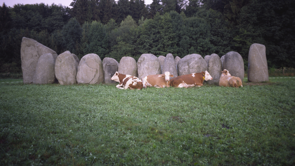 kls schönheit kühe und Steine